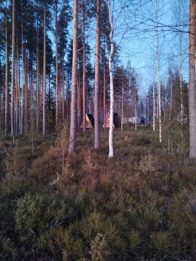 Kehto-mökki Metsämaisema iltahämärässä korkeiden mäntyjen ja harvoin lehtien kera, jossa on kaksi pientä puista mökkiä kaukaa puiden keskellä.